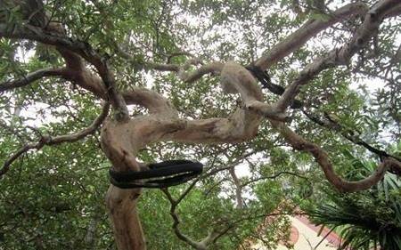 Chiêm ngưỡng cây ổi lạ có giá hàng trăm triệu - 4 Toàn thân cây, lá mọc tự nhiên nhưng lại có hình dáng bắt mắt, như được uốn, nắn từ nhỏ.