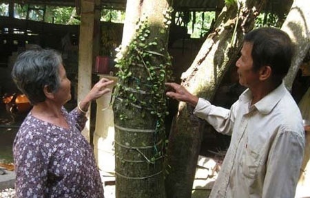 ‘Hắc tinh’ miền Tây trị rắn độc cắn - 2 Hai vợ chồng bên cây thuốc. Ảnh: Quốc Huy