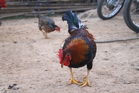 Đi săn gà chín cựa - 1 Gà chín cựa dũng mãnh với mào rực đỏ