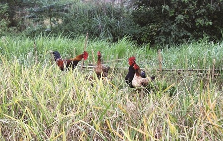 Đi săn gà chín cựa - 5 Nếu đưa ra khỏi bản Cỏi, gà chín cựa sẽ không sống được