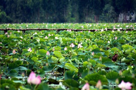 Đồng Tháp đăng cai giải vô địch đá cầu thế giới lần thứ VII - 3 Bạt ngàn đồng sen Tháp Mười - ảnh: Tonny