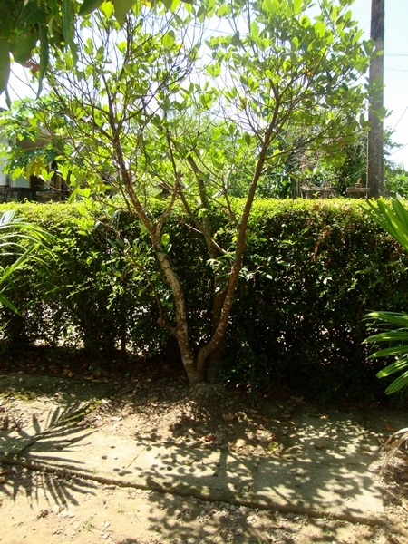 Cổng vào nhìn từ phía trong