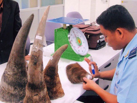 Sừng tê tiêm thuốc độc, bị làm giả và những mù quáng có thật - 4 Cơ quan chức năng bắt giữ, giám định sừng tê giác.