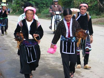 Hàng nghìn con gà vào núi… trốn dịch - 1 Hàng nghìn con gà vào núi… trốn dịch - 1