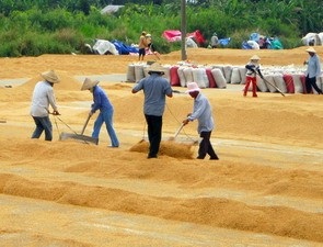 VN nằm trong điểm nóng về an ninh lương thực - 1