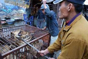 Làng đặc sản thịt chó “siêu bẩn” vẫn cháy hàng - 1 Làng đặc sản thịt chó “siêu bẩn” vẫn cháy hàng - 1