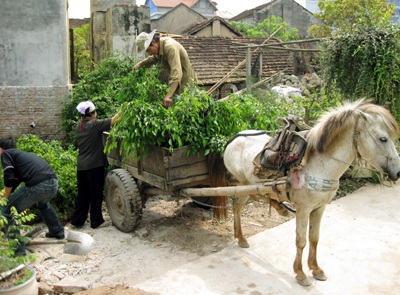 “Làng tỷ phú” trước nguy cơ tái nghèo - 1 “Làng tỷ phú” trước nguy cơ tái nghèo - 1