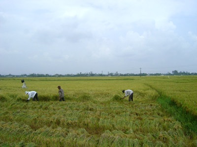 Dân “méo mặt” vì mưa lớn kéo dài - 1 Dân “méo mặt” vì mưa lớn kéo dài - 1