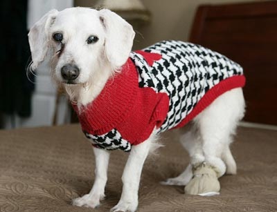 Chùm ảnh: Chó "cụ" mừng sinh nhật tuổi 21 - 7