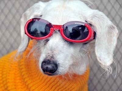 Chùm ảnh: Chó "cụ" mừng sinh nhật tuổi 21 - 1