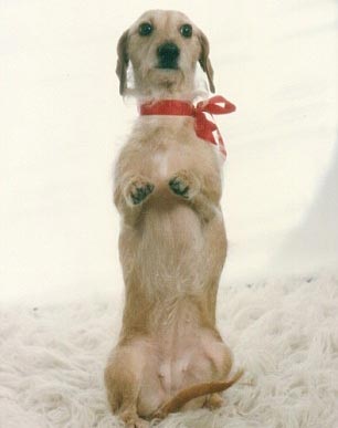 Chùm ảnh: Chó "cụ" mừng sinh nhật tuổi 21 - 5