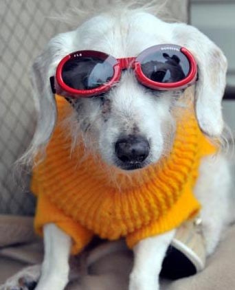 Chùm ảnh: Chó "cụ" mừng sinh nhật tuổi 21 - 4