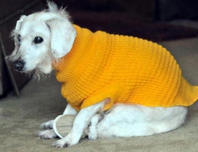 Chùm ảnh: Chó "cụ" mừng sinh nhật tuổi 21 - 3