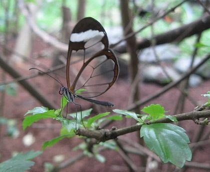 Chùm ảnh: Loài bướm có cánh trong suốt - 2