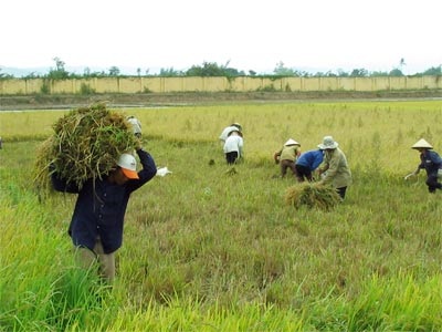 Mỗi năm “xóa sổ” gần 50.000 ha đất lúa - 1 Mỗi năm “xóa sổ” gần 50.000 ha đất lúa - 1