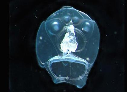 Chùm ảnh: Những sinh vật biển đẹp kỳ lạ - 9