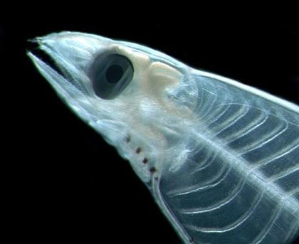 Chùm ảnh: Những sinh vật biển đẹp kỳ lạ - 6