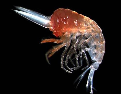 Chùm ảnh: Những sinh vật biển đẹp kỳ lạ - 3