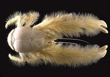 Chùm ảnh: Những sinh vật biển đẹp kỳ lạ - 1