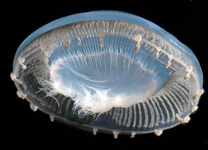 Chùm ảnh: Những sinh vật biển đẹp kỳ lạ - 19