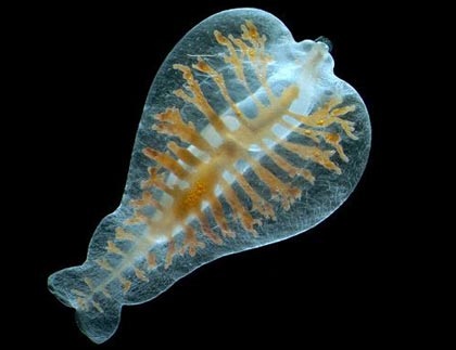 Chùm ảnh: Những sinh vật biển đẹp kỳ lạ - 17