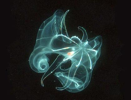 Chùm ảnh: Những sinh vật biển đẹp kỳ lạ - 16