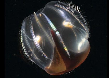 Chùm ảnh: Những sinh vật biển đẹp kỳ lạ - 14