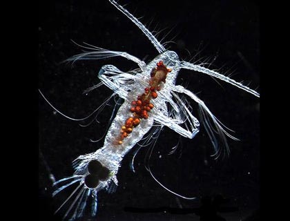 Chùm ảnh: Những sinh vật biển đẹp kỳ lạ - 12