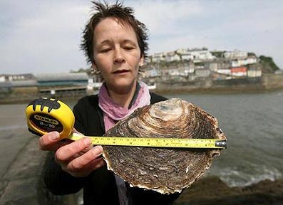 Con hàu lớn nhất nước Anh - 1