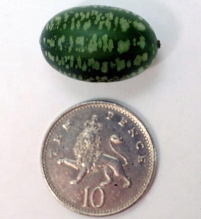 Dưa hấu nhỏ bằng đồng xu - 2