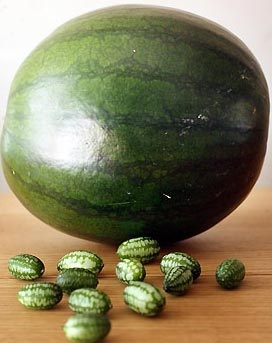 Dưa hấu nhỏ bằng đồng xu - 3