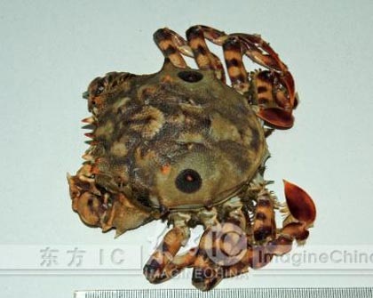 Cua hình mặt người - 2 Cua hình mặt người - 2