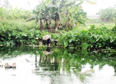 Rau thơm “ăn” nước cống đen   - 1