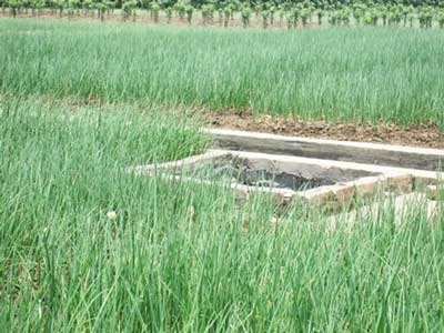 Rau thơm “ăn” nước cống đen   - 4