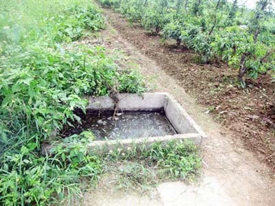 Rau thơm “ăn” nước cống đen   - 3