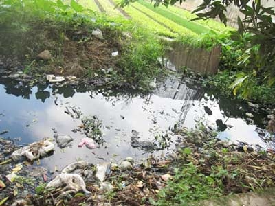 Rau thơm “ăn” nước cống đen   - 2