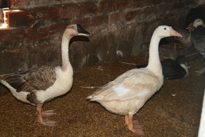 Những “đặc sản” chỉ có ở Trường Sa - 6