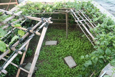 Những “đặc sản” chỉ có ở Trường Sa - 3