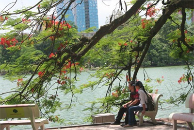 Chùm ảnh: Phượng nở, ve kêu… hè đã về! - 1 Chùm ảnh: Phượng nở, ve kêu… hè đã về! - 1