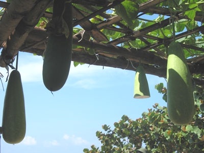 Những “đặc sản” chỉ có ở Trường Sa - 5