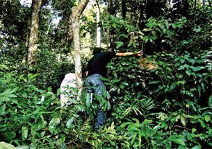 Săn trầm dây - “Vàng” đen và máu đỏ - 1