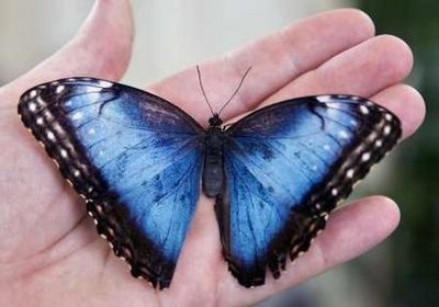 Chùm ảnh: Uống trà cùng các loài bướm - 6 Chùm ảnh: Uống trà cùng các loài bướm - 6