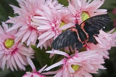 Chùm ảnh: Uống trà cùng các loài bướm - 11 Chùm ảnh: Uống trà cùng các loài bướm - 11