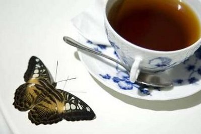Chùm ảnh: Uống trà cùng các loài bướm - 8 Chùm ảnh: Uống trà cùng các loài bướm - 8