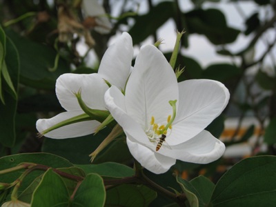 Hoa ban nở trắng Khu di tích Kim Liên - 3