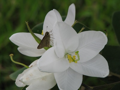 Hoa ban nở trắng Khu di tích Kim Liên - 5