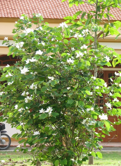 Hoa ban nở trắng Khu di tích Kim Liên - 6