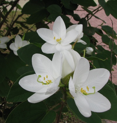 Hoa ban nở trắng Khu di tích Kim Liên - 1