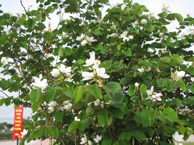 Hoa ban nở trắng Khu di tích Kim Liên - 4