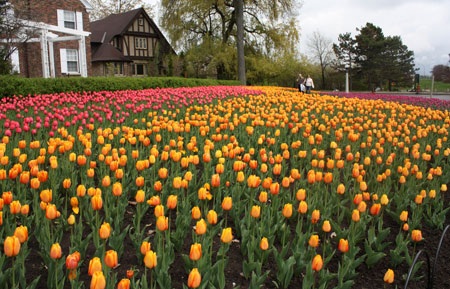 Văn hóa Việt Nam tỏa sáng tại Lễ hội hoa Tulip Canada - 1 Văn hóa Việt Nam tỏa sáng tại Lễ hội hoa Tulip Canada - 1